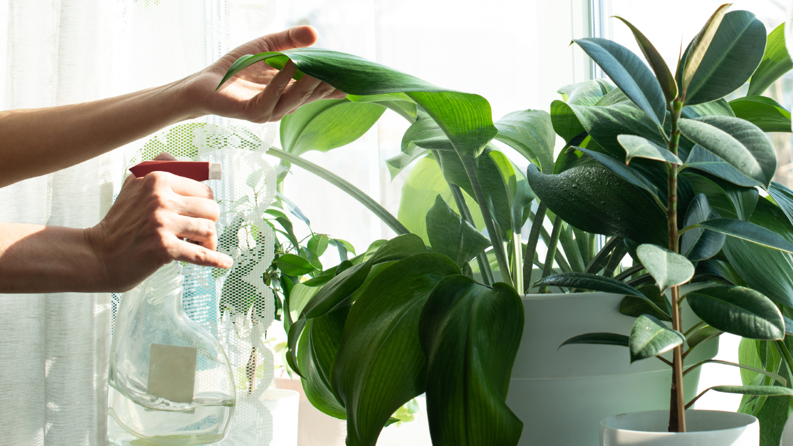 The 15 Easiest Indoor Plants to Grow – And How to Care for Them